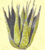 RG Hammerfells Flora - Aloe Vera.jpg