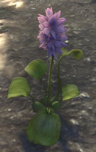 Datei:ESO Wasserhyazinthe.jpg