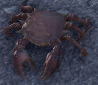 ESO Schlammkrabbe.jpg