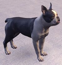 ESO Bretonischer Terrier.jpg