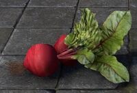 ESO Rote Beete, Schaustück.jpg