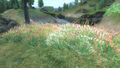 Gras mit bunten Blüten aus Cyrodiil
