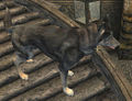 Ushnars Hund aus Cyrodiil