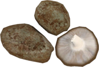 SR Mora Tapinella.png