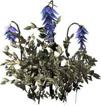 Todesglockenblume Pflanze.png