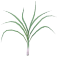 Eine Lauchpflanze aus Cyrodiil