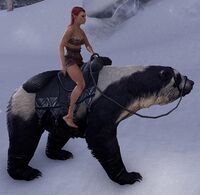 ESO Brillenbär Tempo.jpg