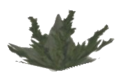 Blätter des Bittergrün