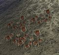 ESO Wiege der Schatten - Mephalas Abstieg - Gras 1.jpg