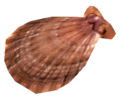 Eine Muschel