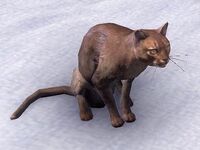 ESO Abekäische Rattenfängerin.jpg