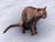 ESO Abekäische Rattenfängerin.jpg