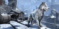 ESO Frostfluch-Wolf (Begleiter) Promo.jpg