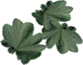 Frauenmantel-Blätter
