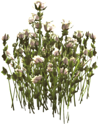 Tundrabaumwolle Pflanze.png