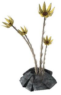 Spiddal-Stock Pflanze.jpg