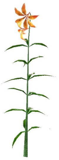 Tigerlilie weiß.jpg