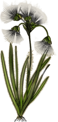 Tundrabaumwolle Zeichnung.png