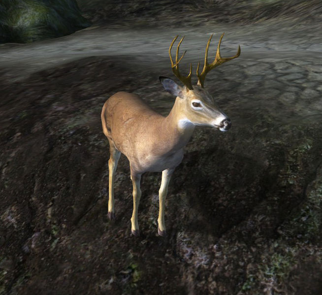 Datei:Männlicher Hirsch.jpg