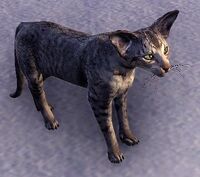 ESO Wachkatze der Magiergilde.jpg