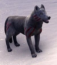 ESO Karthwolf-Hütehund.jpg