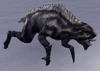 ESO Dachskrausen-Echalette.jpg