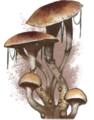 Zeichnung der Kaiserschirmpilze