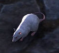 Eine weiße harmlose Ratte