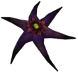 OBL Asterblüte.png