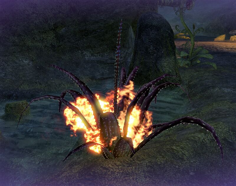 Dornkorn