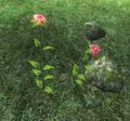 Zwei Bergamotteblumen in Cyrodiil