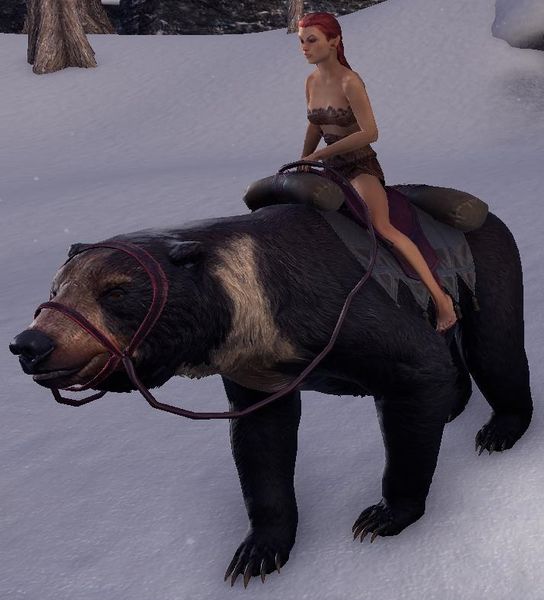 Datei:ESO Kragenbär.jpg