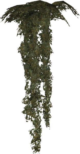 Datei:Hängemoos Pflanze.png