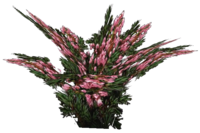 Heidekraut Pflanze.png