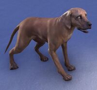 ESO Alik'r-Dünenhund.jpg