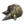 ESO Icon Drachenschild.png