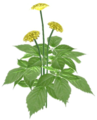 Eine Ginsengpflanze mit gelben Blüten
