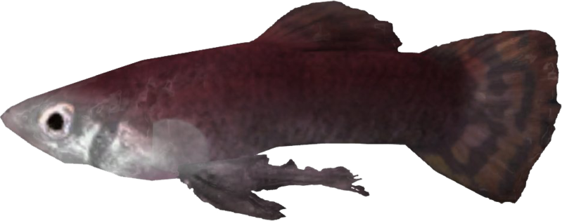 Datei:SR Cyrodiilischer Spatenschwanz.png