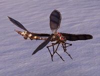 ESO Sehts Dovahviin.jpg