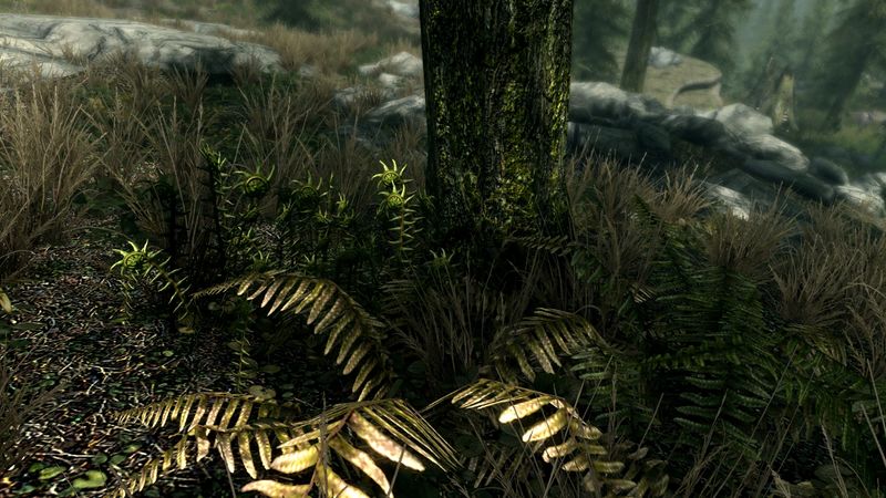 Datei:SR Jungfarn.jpg