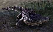 Vorschaubild für Datei:ESO Krokodil.jpg