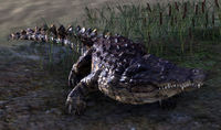 ESO Krokodil.jpg